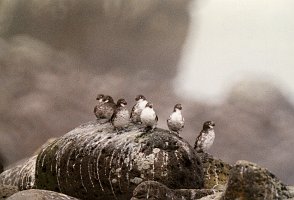 Auklet, Least 1